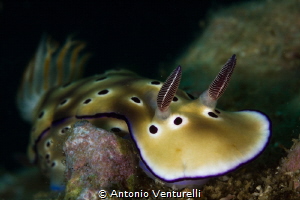 Tryon's hypselodoris.In this photo we can see a close up ... by Antonio Venturelli 